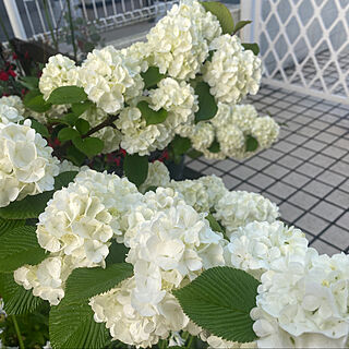 オオデマリ/ガーデニング/花壇 手作り/白い花/見ていただいてありがとうございます♡...などのインテリア実例 - 2022-04-23 08:15:24