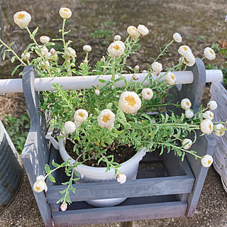 花かんざし/ガーデニング/寄せ植え/花がある暮らし/花が好きな人と繋がりたい...などのインテリア実例 - 2021-03-24 12:16:53