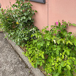 玄関/入り口/薔薇のある庭/温暖化対策/庭の景色を変えます/少し肌寒い...などのインテリア実例 - 2024-05-07 18:18:04