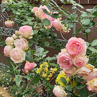 部屋全体/みていただきありがとうございます❤️/バラ/ばら♪バラ♪薔薇♪/薔薇ばかり^^;...などのインテリア実例 - 2022-05-25 19:07:11