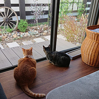 キッチン/一人暮らし/ねこのいる日常/猫と暮らす/庭DIY...などのインテリア実例 - 2022-04-12 06:56:39