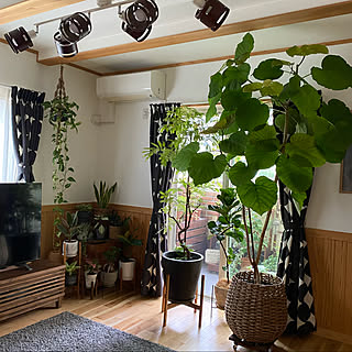 カシワバゴム/エバーフレッシュ/室内に戻ってきた観葉植物たち/ウンベラータ/観葉植物のある暮らし...などのインテリア実例 - 2022-10-05 12:32:18