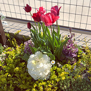 ガーデニング/ガーデン/癒し/花のある暮らし/小さなお庭♡...などのインテリア実例 - 2019-04-14 23:30:13