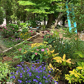 夏の庭/ナチュラルガーデン/庭DIY/ガーデン/garden...などのインテリア実例 - 2021-07-01 09:53:41