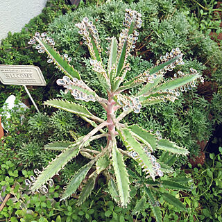 玄関/入り口/お庭のある暮らし/多肉植物/多肉植物のある暮らし/不死鳥に子供が出来てきました...などのインテリア実例 - 2022-09-02 10:57:47