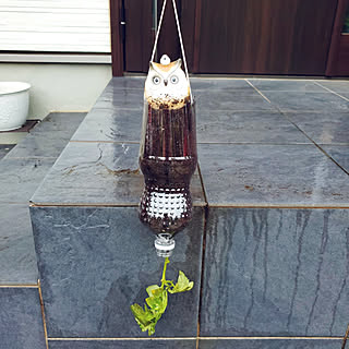 ペットボトル栽培 逆さまでも育つのインテリア実例 Roomclip ルームクリップ