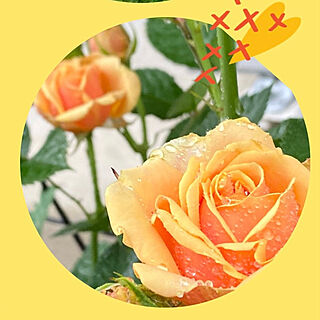 ミニ薔薇⁉️/花のある暮らし+..・* ❁/お気に入り☻/HAPPY♡/大満足～♡♡...などのインテリア実例 - 2022-05-14 06:03:49