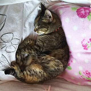 ベッド周り/とら猫/花梨/NO CAT,NO LIFE❤️/タフ猫同盟...などのインテリア実例 - 2016-05-24 15:38:56