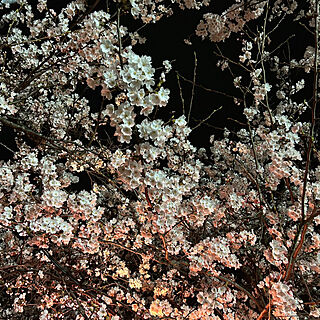 夜桜/桜/玄関/入り口のインテリア実例 - 2023-04-01 07:41:53