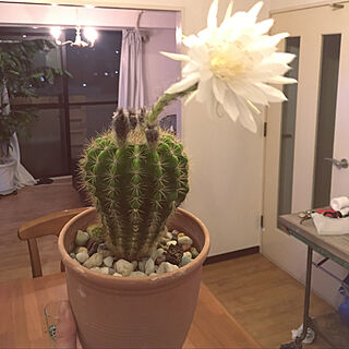 サボテン/観葉植物/部屋全体のインテリア実例 - 2019-06-19 01:02:42