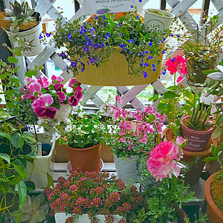 二階のベランダの花たち/花のある暮らし/観葉植物/見て頂いてありがとうございます♡/いいね、嬉しいです。...などのインテリア実例 - 2019-03-18 06:57:46