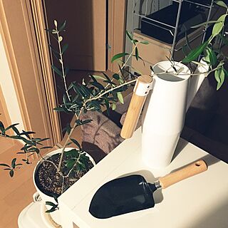 ジョウロ/観葉植物/Olive/IKEAのインテリア実例 - 2016-07-09 22:02:10