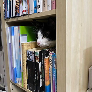 棚/study room/cat/猫/猫のいる日常...などのインテリア実例 - 2023-09-11 17:21:33