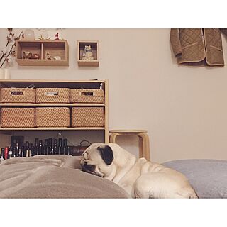 賃貸/Instagram:yui____k/無印良品/犬/ペット...などのインテリア実例 - 2016-12-26 16:26:17