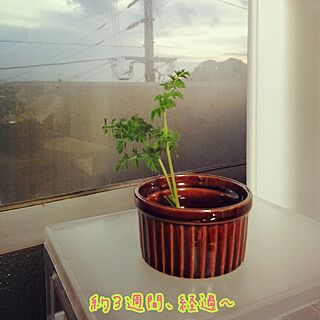 キッチン/にんじん/植物のインテリア実例 - 2014-12-07 18:48:43