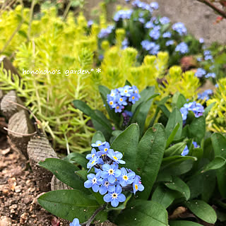 かわいい花/わすれな草/多年草/インスタ→honohono742/癒しの空間❁*.ﾟ...などのインテリア実例 - 2019-04-13 20:57:42