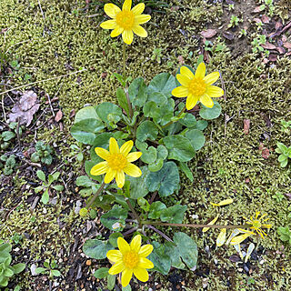 バス/トイレ/朝晩寒いです/宿根草のある庭/花言葉＊必ず訪れる幸福/リュウキンカ...などのインテリア実例 - 2024-04-07 11:25:44