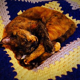 ベッド周り/かぎ針編み/ねこ部/猫と暮らす。のインテリア実例 - 2015-04-22 19:26:15