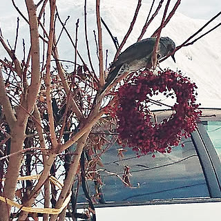 玄関/入り口/わたしのハンドメイド 冬/冬の庭/野鳥のごちそうのインテリア実例 - 2022-01-28 08:54:14