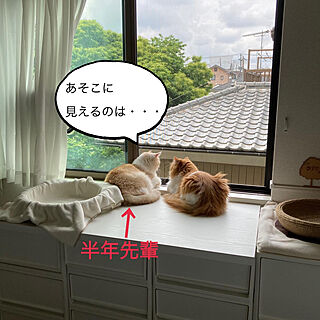 2DK 賃貸/ラテちゃん/SOYくん/猫と暮らすのインテリア実例 - 2022-05-26 11:40:32