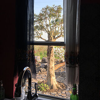 キッチン/窓からの眺め/庭/田舎暮らし/シンボルツリー...などのインテリア実例 - 2018-04-22 17:37:50