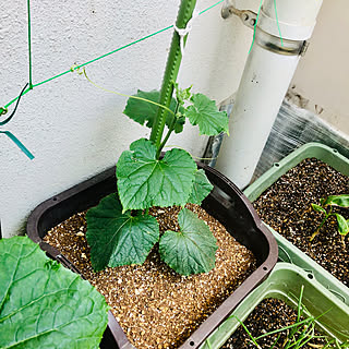 狭いスペースを生かしたい/狭いベランダ/ベランダからの景色/ベランダ菜園/ベランダガーデン...などのインテリア実例 - 2023-06-24 11:41:25