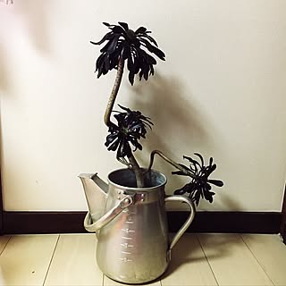 ベッド周り/黒法師/日替わり投稿企画!木曜日/植物/観葉植物...などのインテリア実例 - 2017-06-08 16:26:08