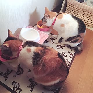 ベッド周り/ねこ♡/三毛猫/実家暮らし/ご飯台...などのインテリア実例 - 2017-04-22 01:13:59