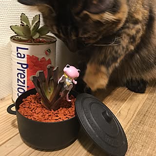 多肉植物/猫/ねこ/ねこ部/猫と暮らす...などのインテリア実例 - 2016-10-09 18:51:22