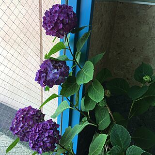 玄関/入り口/アジサイ/ガーデニング/花のインテリア実例 - 2017-06-15 07:58:07