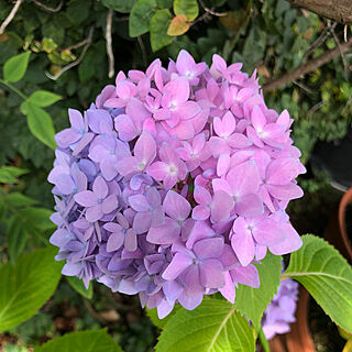 紫陽花の名前が分かりません。/鉢植え/花のある暮らし/紫陽花♡/いいね！ありがとうございます♪...などのインテリア実例 - 2021-06-05 15:55:53
