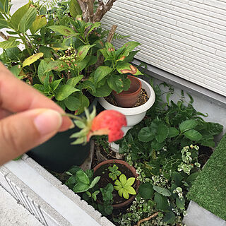 玄関/入り口/イチゴの栽培/植物のインテリア実例 - 2018-07-19 12:25:15