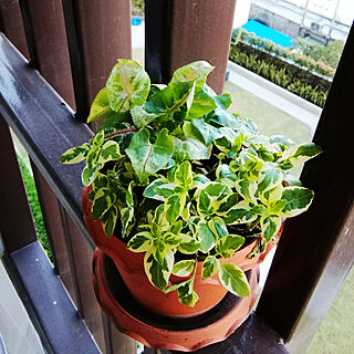 リビング/green/plants/balconyのインテリア実例 - 2018-01-31 00:24:12