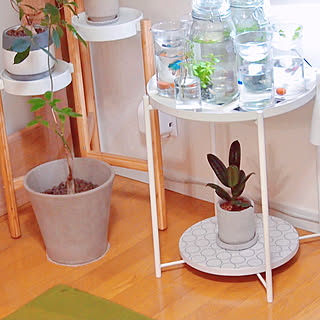 観葉植物のある暮らし/観葉植物/グッピーと暮らす/グッピー/熱帯魚...などのインテリア実例 - 2021-10-01 20:56:36