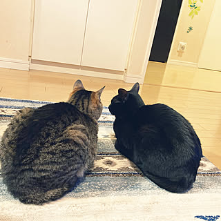 イケヒコ ラグ/猫と暮らす/ねこが好き/ねこと暮らす/猫がよろこぶ快適な部屋づくり...などのインテリア実例 - 2022-06-13 21:56:46