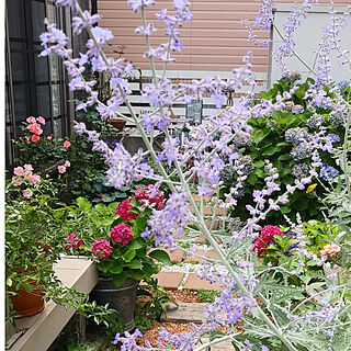 玄関/入り口/宿根草が好き/乙女の小径/多年草が好き/お花に癒される日々...などのインテリア実例 - 2021-06-25 02:33:30