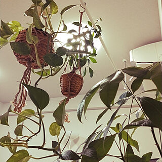 リビング/吊るして植物/癒やしの空間❤︎/観葉植物/南国的...などのインテリア実例 - 2021-10-23 20:32:12