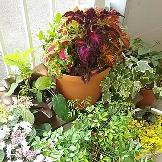 コリウスの寄せ植えのインテリア実例 Roomclip ルームクリップ