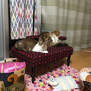 リビング/IKEA/猫のインテリア実例 - 2016-05-31 08:10:31