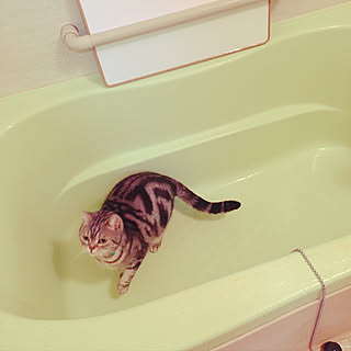 猫の水飲み場/猫のいる日常/猫のいる暮らし/バス/トイレのインテリア実例 - 2020-05-01 13:45:50