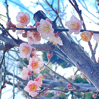 梅の花/一戸建て/ペットと暮らす家/うさぎと暮らす/うさぎのいる生活...などのインテリア実例 - 2022-02-11 12:19:29