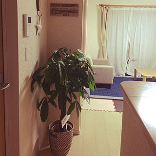 部屋全体/パキラちゃん/観葉植物/IKEA/salut!のインテリア実例 - 2017-06-27 23:37:32