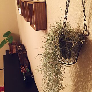 壁/天井/もしゃもしゃ植物のインテリア実例 - 2015-03-14 00:45:14