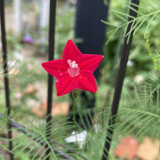 部屋全体/花のある暮らし/植物のある暮らし/庭仕事が好き/お花が好き...などのインテリア実例 - 2021-09-15 15:29:34