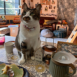 ミントティーに寄ってくる猫/食卓に乗る猫/白キジのん/レコルトエアーオーブンで焼き林檎/机...などのインテリア実例 - 2022-02-23 10:19:24