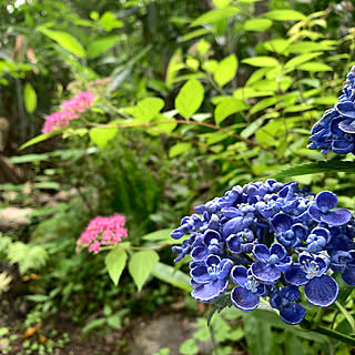 ウズアジサイのインテリア実例 Roomclip ルームクリップ