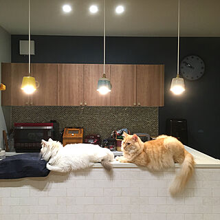 ペンダントライト/猫と暮らす家/キッチンのインテリア実例 - 2020-09-06 10:03:34