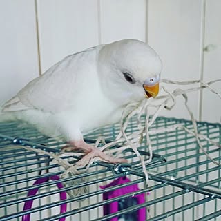 リビング/インコと暮らす家/賃貸でも楽しく♪/自己満足(￣^￣)ゞ/インコばっかりでごめんなさい。...などのインテリア実例 - 2017-02-17 10:58:56