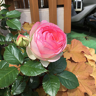 薔薇が好き/フロントガーデン/庭/玄関/入り口のインテリア実例 - 2021-05-13 19:00:58