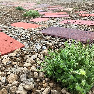 多肉植物/多肉の地植え/お庭改造計画/多肉植物大好き/レンガの小道...などのインテリア実例 - 2017-03-24 16:37:12